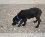 Small #2 Labrador Retriever