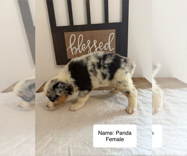 Medium Photo #16 Australian Shepherd Puppy For Sale in FORSYTH, GA, USA