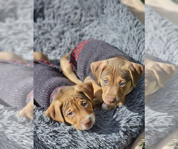 Medium Photo #6 Mutt Puppy For Sale in Springdale, PA, USA