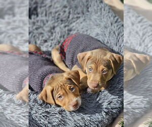 Dallas - Male Mutt Dog for Adoption - Photo #6