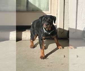 Mother of the Rottweiler puppies born on 07/15/2022