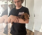 Small #3 Dachshund