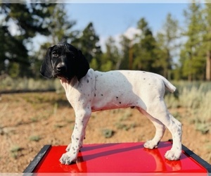 German Shorthaired Pointer Puppy for sale in WOODLAND PARK, CO, USA