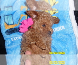 Poodle (Toy) Puppy for sale in DULUTH, GA, USA