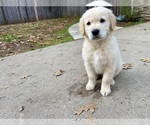 Small Photo #3 Golden Retriever Puppy For Sale in MEADOW VISTA, CA, USA