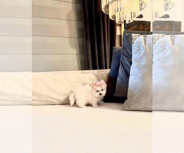 Medium Photo #1 Maltese Puppy For Sale in TAMPA, FL, USA