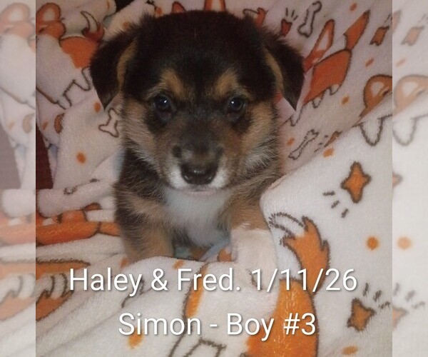 Medium Photo #1 Pembroke Welsh Corgi Puppy For Sale in OROVILLE, CA, USA