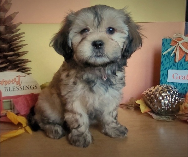 Medium Photo #6 Lhasa Apso Puppy For Sale in PHOENIX, AZ, USA
