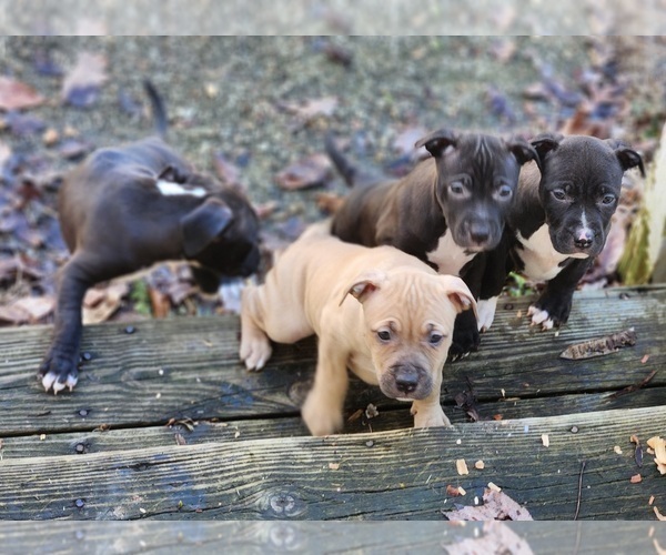 Medium Photo #5 American Pit Bull Terrier Puppy For Sale in GLN ALLN, VA, USA