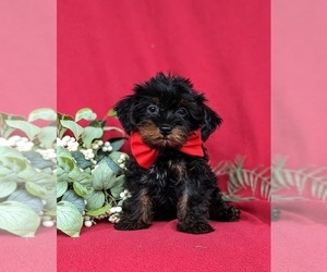 Poodle (Toy)-Yorkshire Terrier Mix Puppy for sale in OXFORD, PA, USA