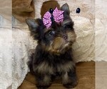 Small #7 Yorkshire Terrier