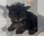 Small #1 Yorkshire Terrier