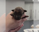 Small #1 Mutt