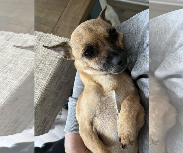 Medium Photo #5 Chihuahua-Unknown Mix Puppy For Sale in La Verne, CA, USA