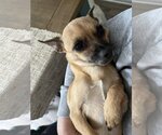 Small Photo #5 Chihuahua-Unknown Mix Puppy For Sale in La Verne, CA, USA