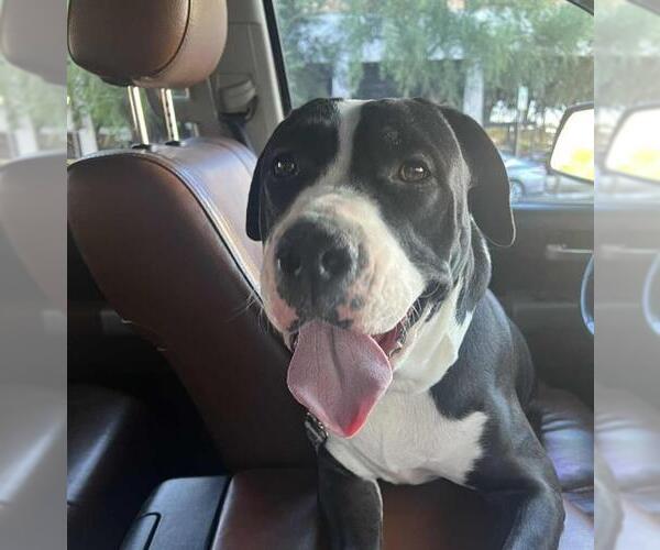 Medium Photo #3 American Pit Bull Terrier-Unknown Mix Puppy For Sale in Las Vegas, NV, USA