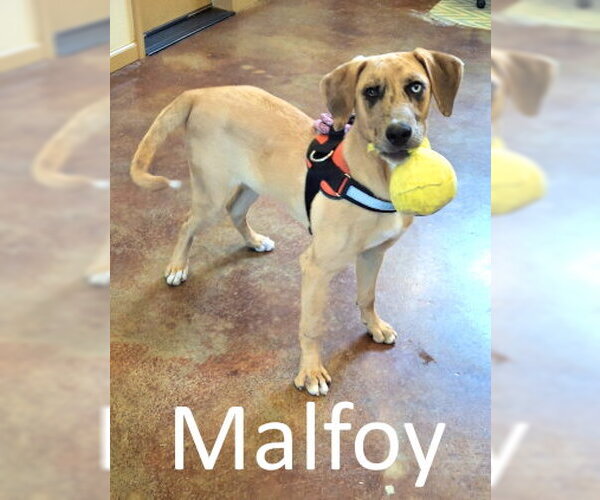 Medium Photo #9 Catahoula Leopard Dog-Unknown Mix Puppy For Sale in Mountain View, AR, USA