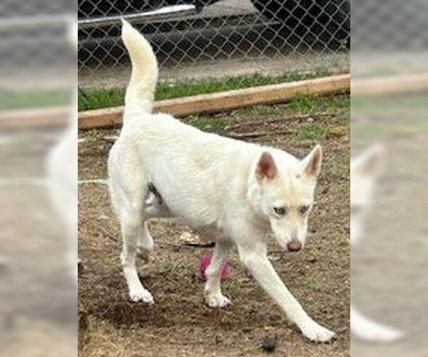 Medium Photo #1 Siberian Husky Puppy For Sale in San Antonio, TX, USA