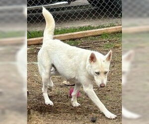 Siberian Husky Dogs for adoption in San Antonio, TX, USA