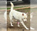 Small Siberian Husky