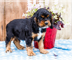 Small #10 Cocker Spaniel