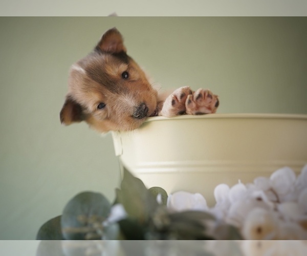 Medium Photo #1 Collie Puppy For Sale in PILOT, VA, USA
