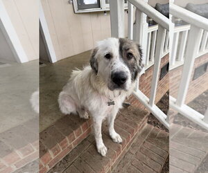 Anatolian Pyrenees Dogs for adoption in Holly Springs, NC, USA