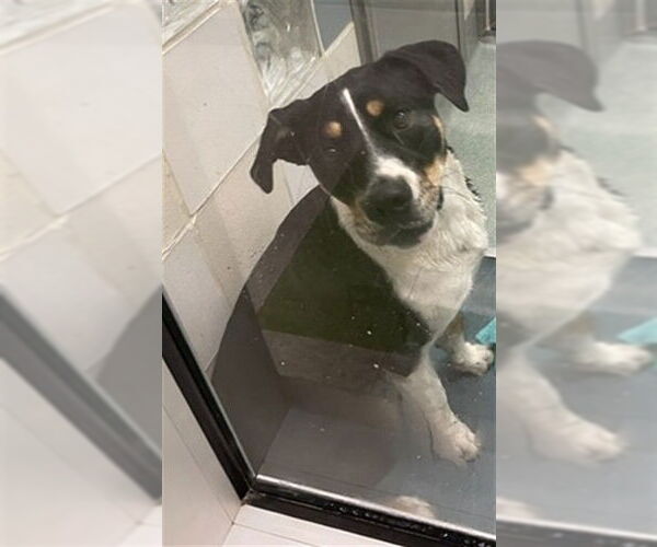 Medium Photo #1 Treeing Walker Coonhound-Unknown Mix Puppy For Sale in Plano, TX, USA