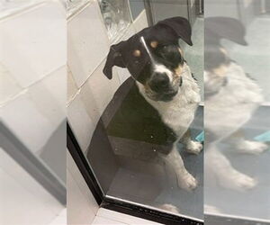 Treeing Walker Coonhound-Unknown Mix Dogs for adoption in Plano, TX, USA