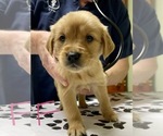 Small Photo #1 English Cream Golden Retriever Puppy For Sale in ROANOKE, IL, USA
