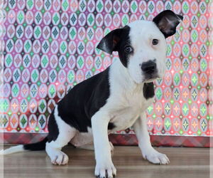 Borador Dogs for adoption in Lakewood, CO, USA