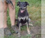 Small #4 German Shepherd Dog Mix