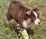 Small Photo #9 Australian Shepherd Puppy For Sale in MARIANNA, FL, USA