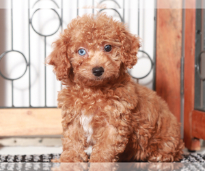 Poodle (Toy) Puppy for sale in NAPLES, FL, USA
