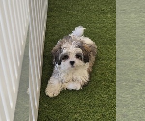 Mal-Shi Puppy for sale in BERKLEY, MI, USA