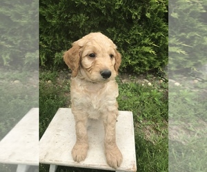 Goldendoodle Puppy for sale in GOSHEN, IN, USA