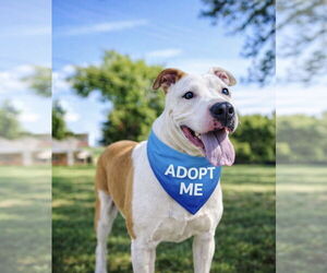 Mutt Dogs for adoption in Euless, TX, USA