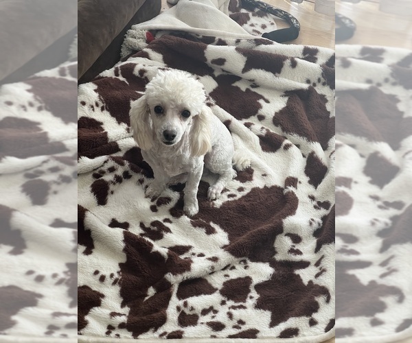 Medium Photo #1 Poodle (Toy) Puppy For Sale in COON RAPIDS, MN, USA