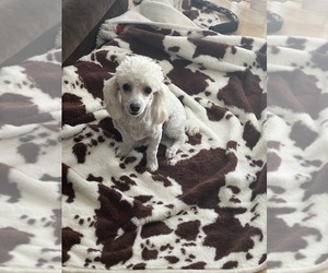 Father of the Poodle (Toy) puppies born on 06/12/2026