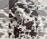 Small Photo #1 Poodle (Toy) Puppy For Sale in COON RAPIDS, MN, USA