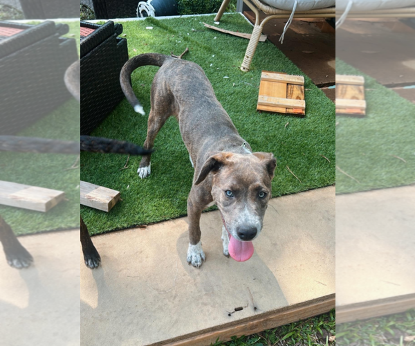 Medium Photo #24 Mountain Cur-Unknown Mix Puppy For Sale in Holly Springs, NC, USA