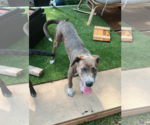 Small #23 Mountain Cur Mix