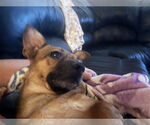 Small #3 Chihuahua Mix