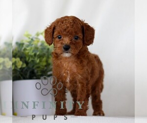 Goldendoodle (Miniature) Puppy for sale in NARVON, PA, USA