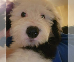 Small Photo #22 Old English Sheepdog Puppy For Sale in WILMINGTON, OH, USA