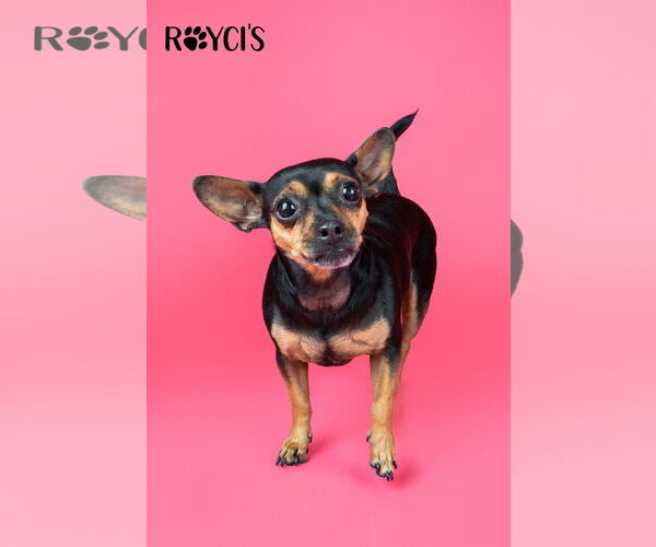 Medium Photo #7 Chihuahua Puppy For Sale in Sandy, UT, USA