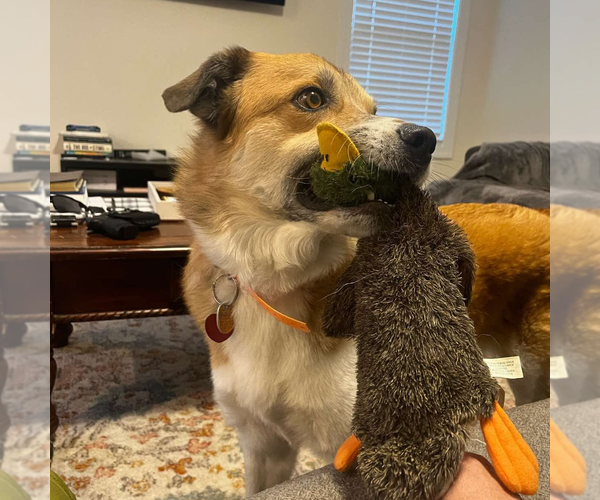 Medium Photo #2 Siberian Husky-Unknown Mix Puppy For Sale in Spring Lake, NC, USA