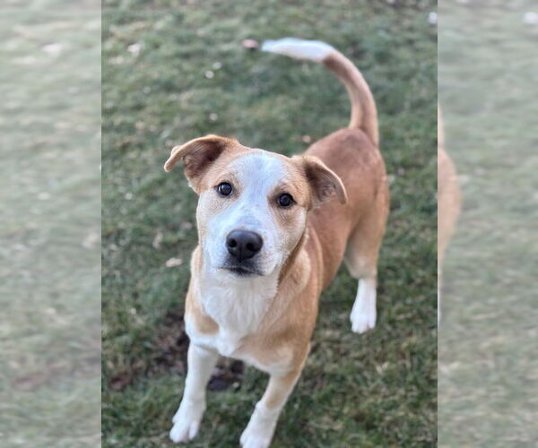 Medium Photo #2 Labrador Retriever-Unknown Mix Puppy For Sale in La Porte, IN, USA