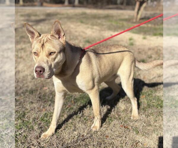 Medium Photo #2 Siberian Husky-Unknown Mix Puppy For Sale in Yardley, PA, USA