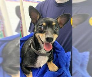 Chihuahua Dogs for adoption in Rosenberg, TX, USA